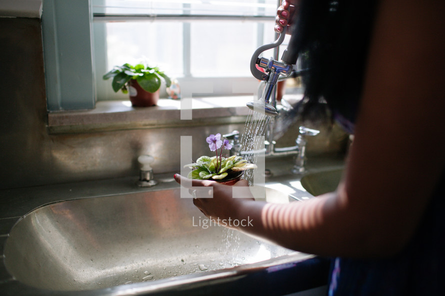 Woman watering flowerpot in the sink