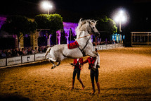 trained horse in an arena in Spain 