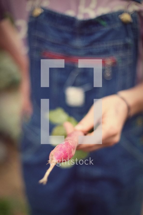 Hand holding a radish root.