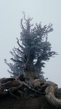 roots of a tree on a mountaintop 