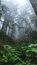 fog in a wet forest 