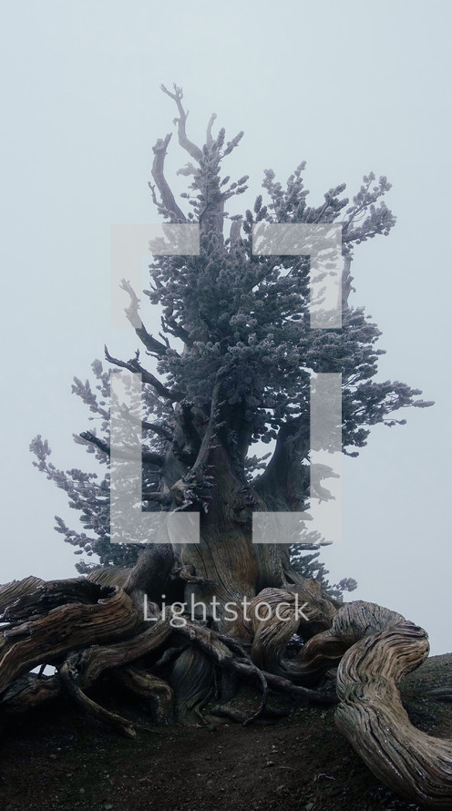 roots of a tree on a mountaintop 