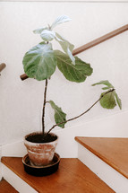 fiddle fig plant on steps 