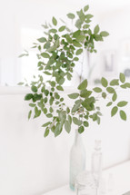 green leaves on branches in vases 