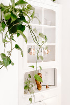 house plant and corner cabinet 