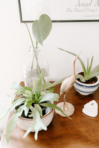 house plants on a side table 