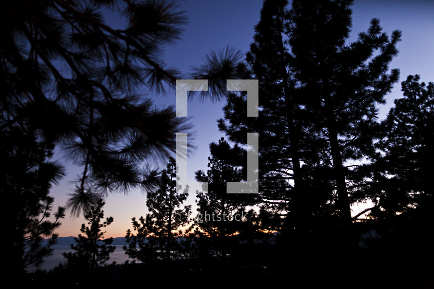 Silhouette of pine trees on hillsdide at dusk.