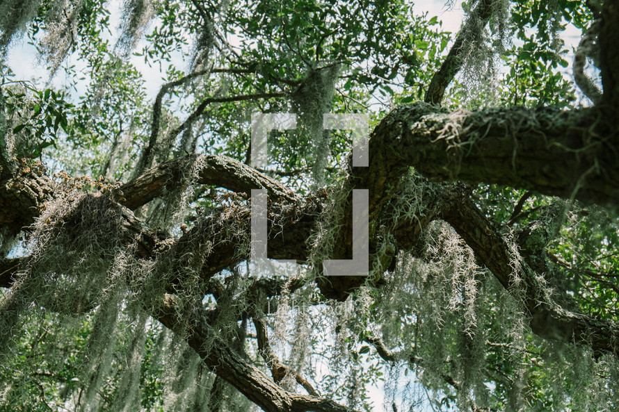 spanish moss on a tree branch 