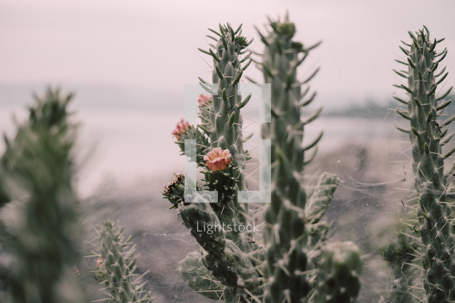 cactus in bloom 