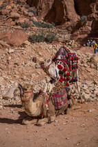 camel resting in a desert 