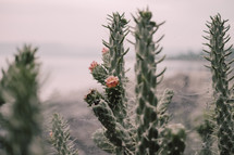 cactus in bloom 