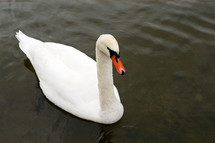white swan on a lake 