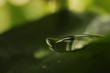 water droplet on green leaf 