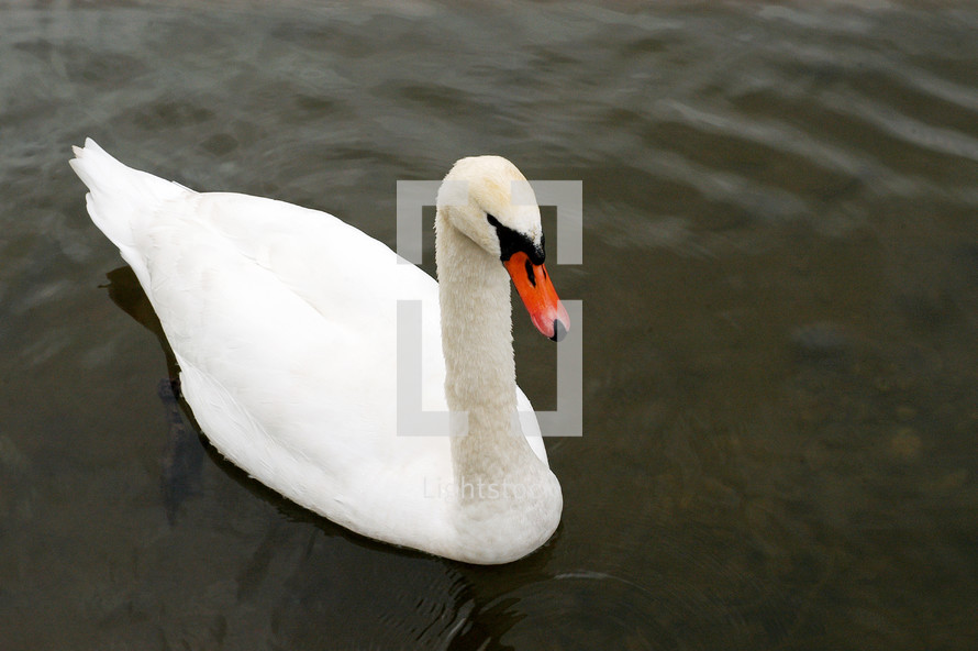 white swan on a lake 