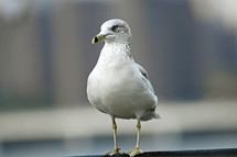 seagull standing on a railing 