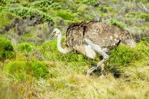 A ostrich