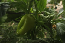 green pepper growing in a garden 