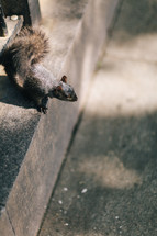 a squirrel on a step 