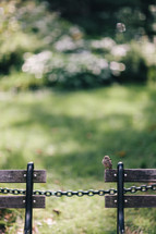 bird perched on a park bench 