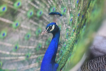 adult male peacock showing his colorful feathers