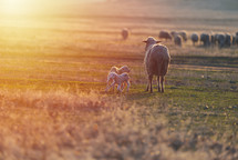mother sheep with her newborn lambs 