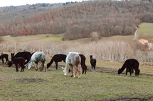 Breeding of alpacas in Tuscany for the production of wool.