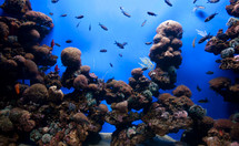 tropical fish on a coral reef in an aquarium