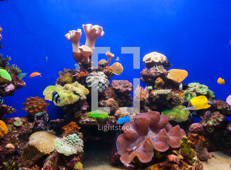 tropical fish on a coral reef in an aquarium