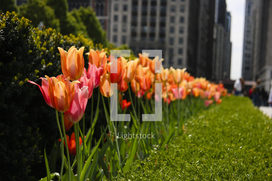 tulips in the city
