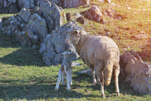 mother and baby sheep 