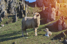 mother sheep and lamb on a hill 