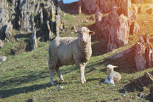 lamb and sheep 