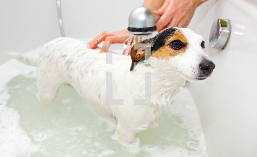 giving a dog a bath 