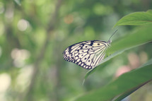 Black and white butterfly, resting on a leaf
