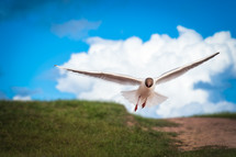Close-up of a seagull in flight.