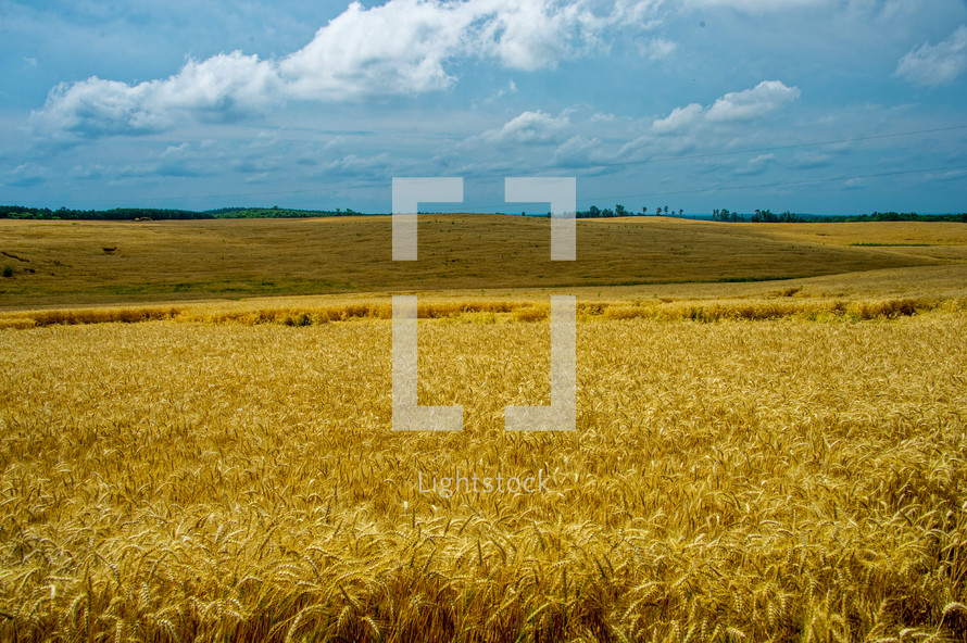 golden field of wheat 