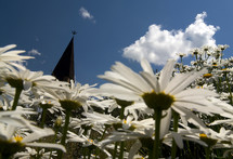 chapel steeple and white daisies