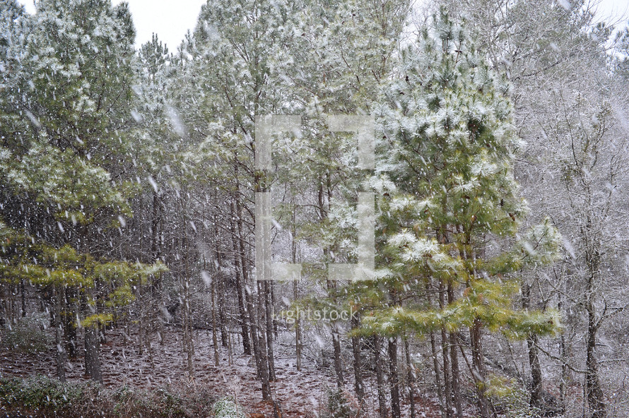 falling snow in a pine forest 