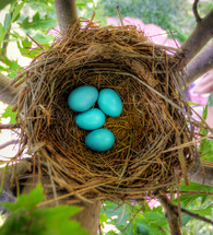 blue robin eggs in a nest]