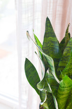 green leaves in a vase and curtains 