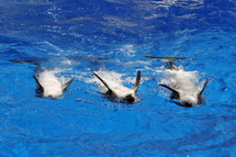 Dolphins swimming in a pool.