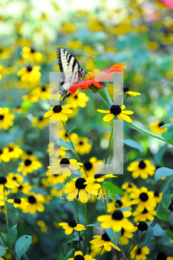 A butterfly on a lone red flower among yellow flowers.
