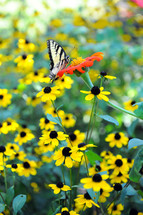 A butterfly on a lone red flower among yellow flowers.