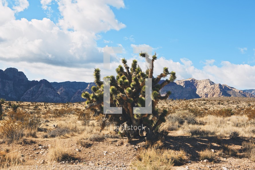 desert cactus 