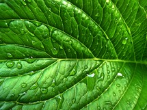 wet leaf 