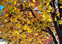 Beautiful gold, yellow and red leaves changing colors on a tree announcing the return of fall or autumn in Virginia.