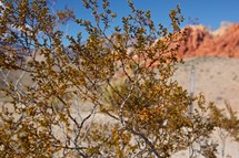 desert vegetation in Nevada