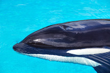 Killer whale in a pool of water.