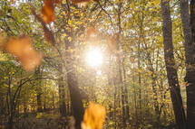 sunlight shining into a fall forest 