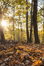 sunlight shining through a fall forest 